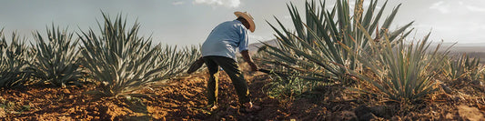 The Mezcal Masters Behind Mitre: Craft, Legacy, and Precision