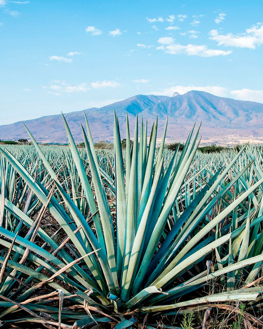 More Than 30 Types of Agave: What Makes Mezcal So Unique?